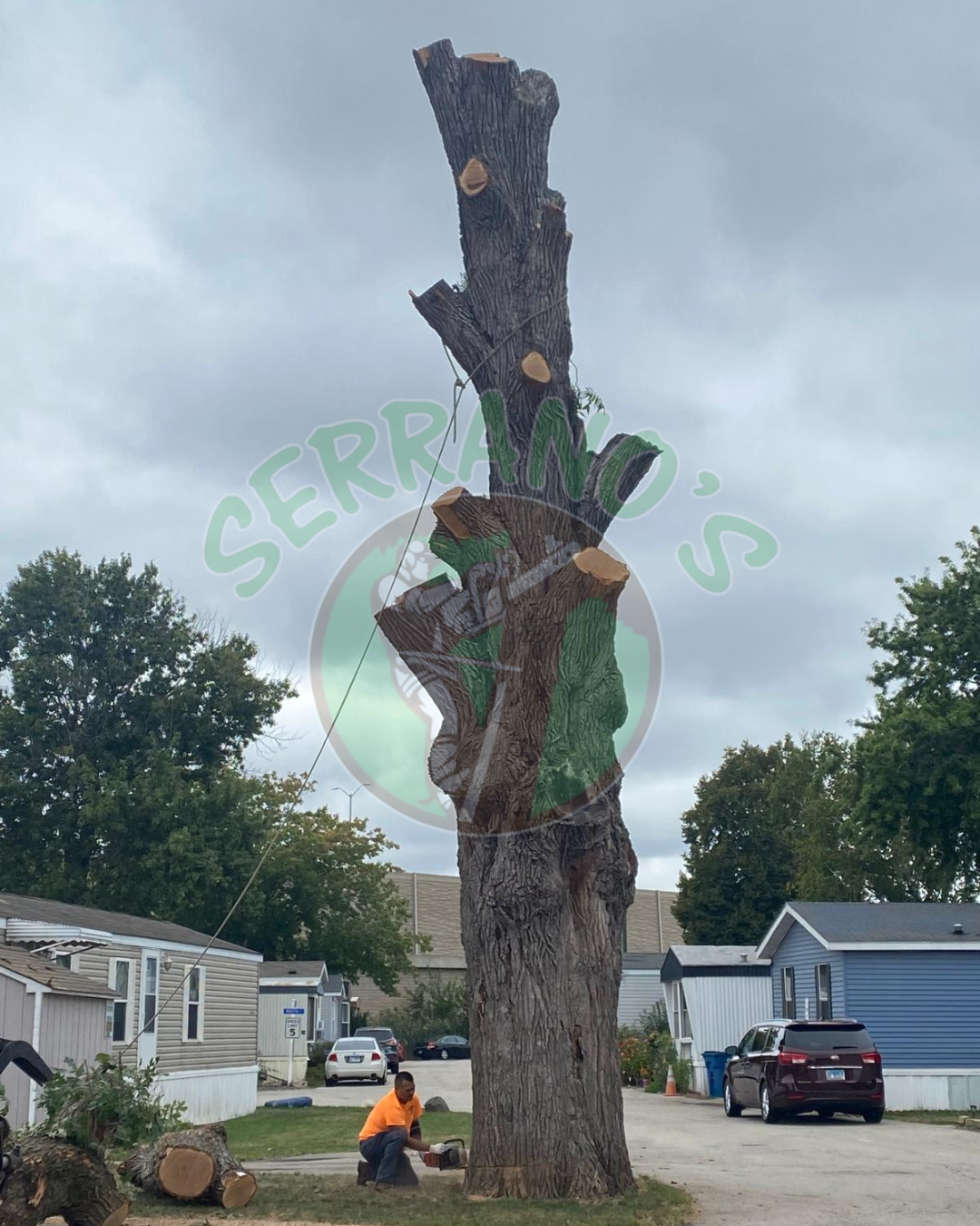 Serranos_TreeRemoval