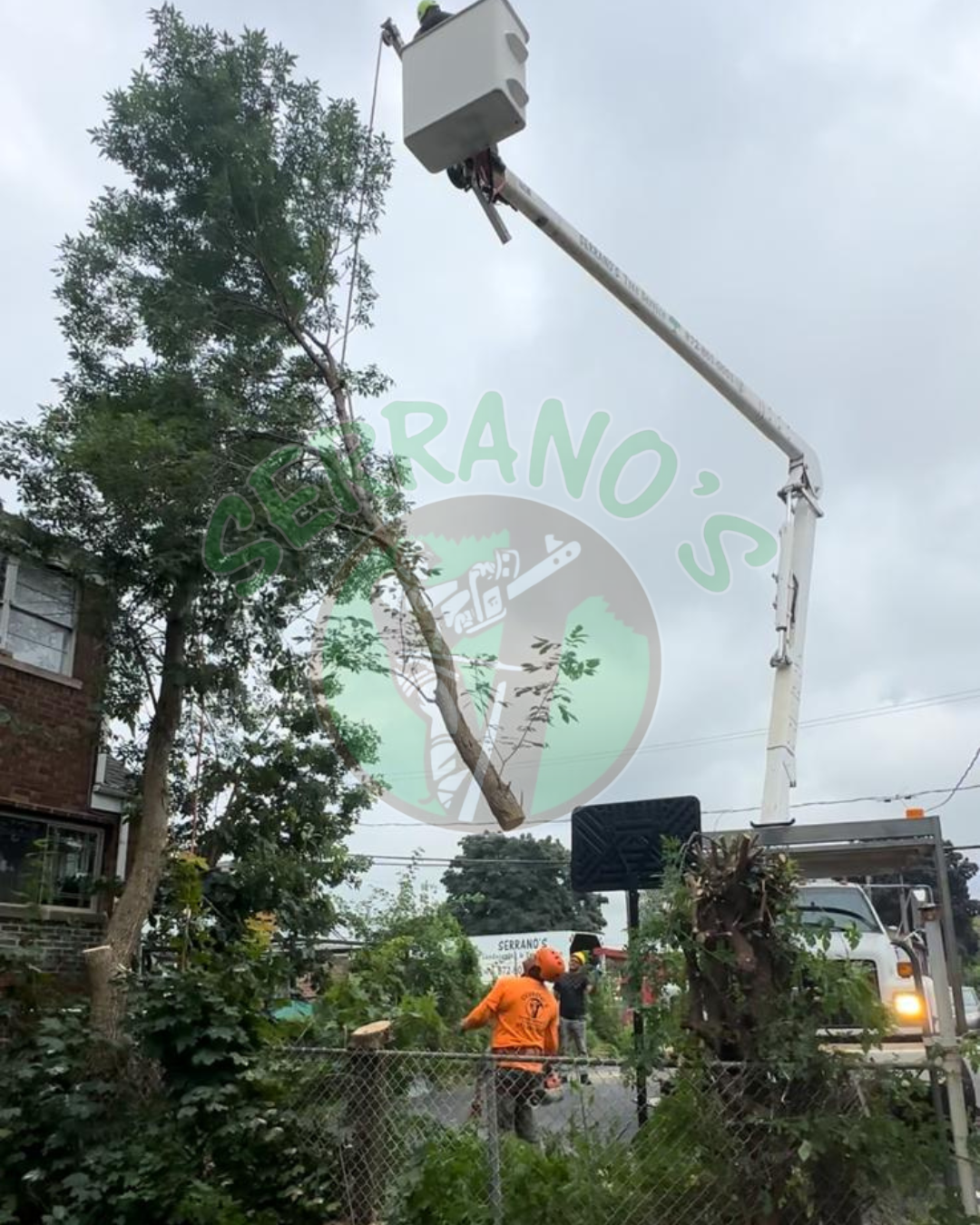 Serranos_TreeRemoval1