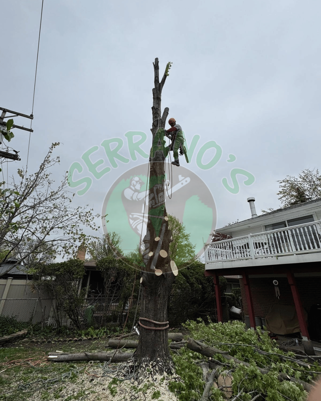 TreeRemoval