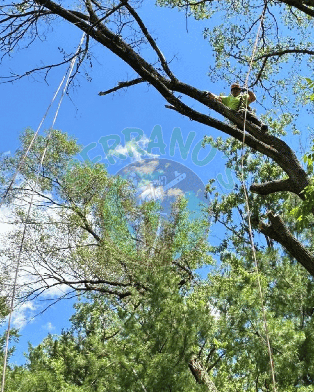 Trimming-1